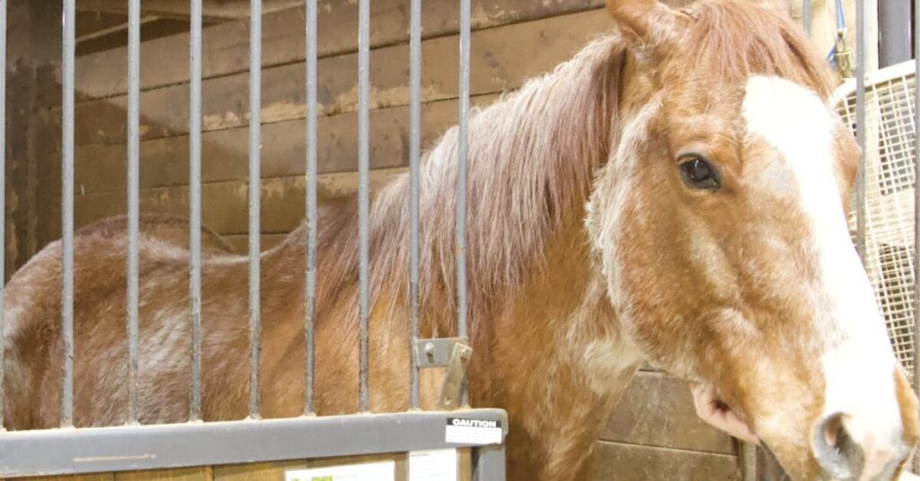 A brown and white horse used for equine therapy sticks its head outside of its stall.