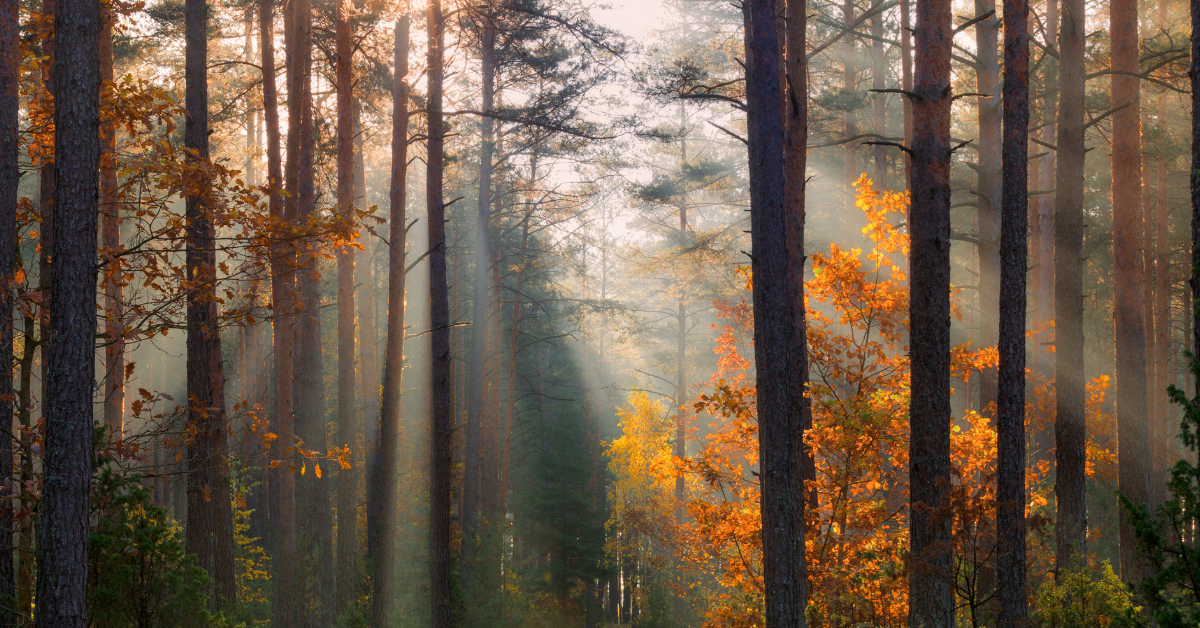 Sunlight filters through tall pine trees in a forest, casting soft rays on autumn foliage with vibrant orange and yellow leaves. The scene has a peaceful, misty morning atmosphere, representing seasonal recovery benefits.